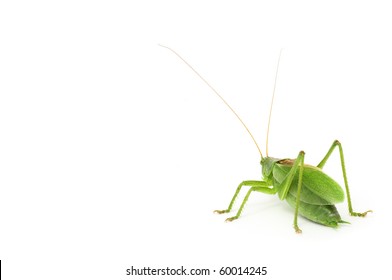 Female Locust Ovipositor Locust Grasshopper Isolated Stock Photo (edit 