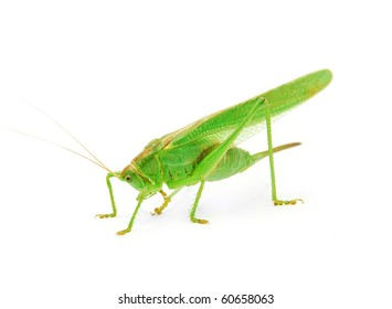 Grasshopper Stock Photo 60658063 | Shutterstock