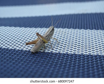 grasshopper 