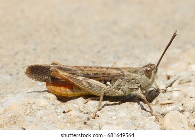 grasshopper
