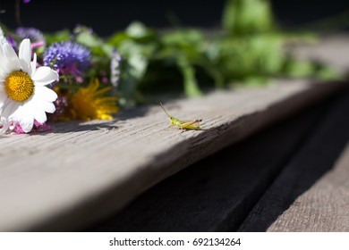 grasshopper