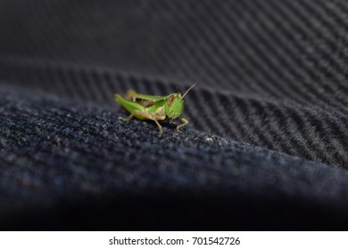 
grasshopper
