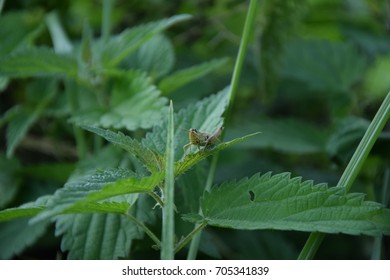 The grasshopper