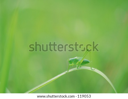 Grasshopper
