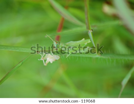 Grasshopper
