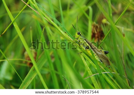 ?heerful grasshopper