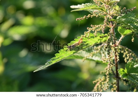 The grasshopper