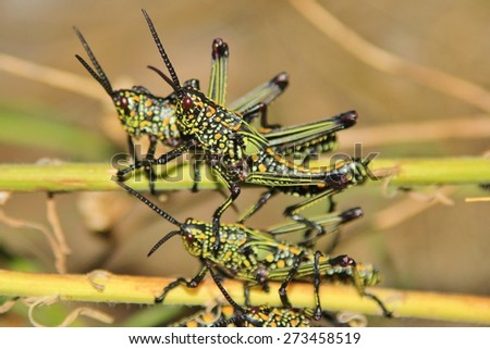 Similar – Green grasshopper on red couch, Guatemala