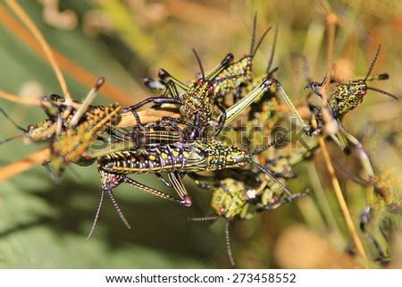 Similar – Green grasshopper on red couch, Guatemala