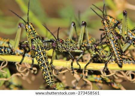 Similar – Green grasshopper on red couch, Guatemala