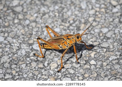 Grasshopper as an ancient symbol for wisdom and resilience 