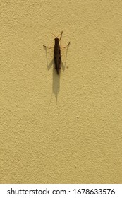 grasshopper attached to the wall