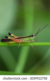 A Grasshopper In The Backyard.