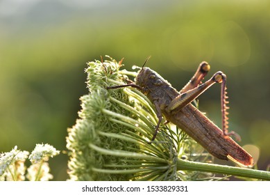 grasshopper in backyard at Pangalengan, West Java, Indonesia