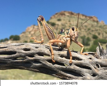 Grasshopper Black Mesa Park Oklahoma 