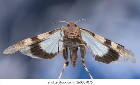 Grasshopper With Blue Wings, Oedipoda Caerulescens, Apparently Flying Through The Air With Blue Sky Behind, Wings Outstretched. Front View