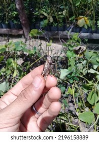 A Grasshopper Caught In The Hands Of A Farmer For Eating A Legume Cover Crop