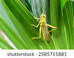 A Grasshopper climbing up a plant in Quintana Roo, Mexico.