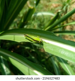 Grasshopper. Close Up of green grasshopper. A green grasshopper is sitting on a green leaf. Grasshopper in nature.Large marsh grasshoppers (Stethophyma grossum. 