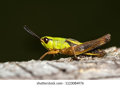 grasshopper in close up-view
