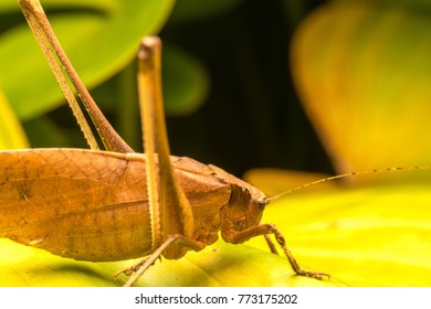 Grasshopper with close up view.