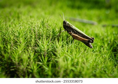 grasshopper close-up on a green background, plant, close-up view selective focus - Powered by Shutterstock