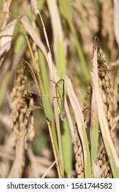 Grasshopper Consuming Grains And Destroying Farm And Paddy  Fields