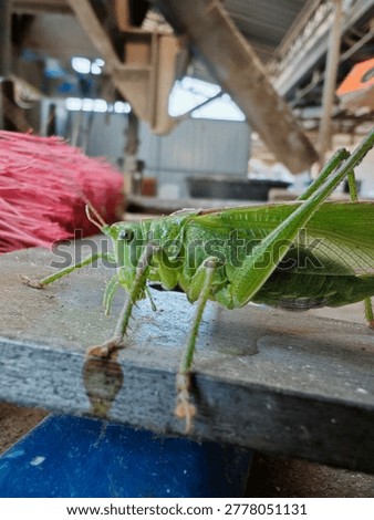 A Grasshopper cought at the work