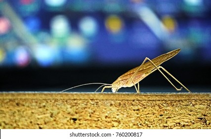 Grasshopper Display Remarkable Camouflage To Achieve This Disappearing Act