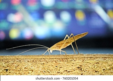 Grasshopper Display Remarkable Camouflage To Achieve This Disappearing Act