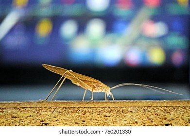 Grasshopper Display Remarkable Camouflage To Achieve This Disappearing Act