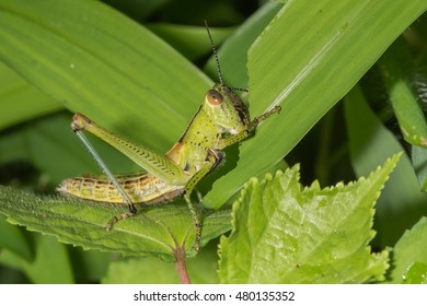 Image result for grasshopper eating stock image