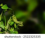 The grasshopper eats the leaves. The grasshopper close up. The grasshopper on blur background.