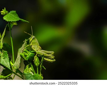 The grasshopper eats the leaves. The grasshopper close up. The grasshopper on blur background. - Powered by Shutterstock