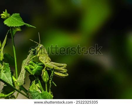 The grasshopper eats the leaves. The grasshopper close up. The grasshopper on blur background.