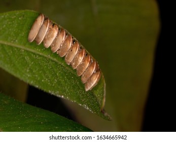 Grasshopper Eggs On A Jabuticaba Leaf