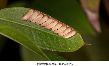 Grasshopper Eggs On A Jabuticaba Leaf