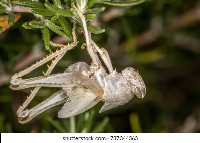 Grasshopper Exoskeleton