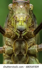 Grasshopper Face