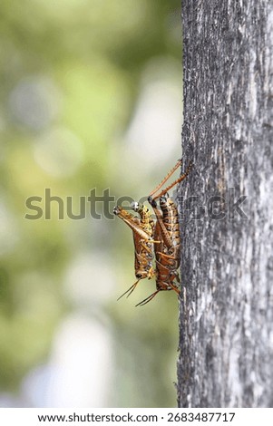 Grasshopper, Florida lubber or Eastern lubber up close