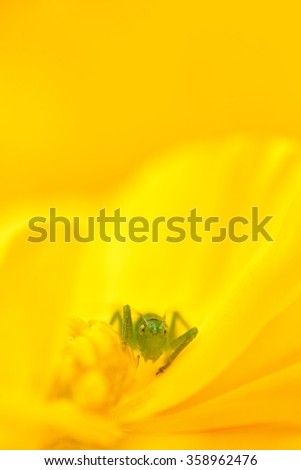 Similar – Image, Stock Photo El centro Yellow Flower