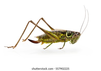 Grasshopper Front White Background Stock Photo 557902225 | Shutterstock