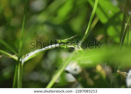 Grasshopper in grass on meadow in summer morning,grasshopper resting on a green leaf with blurred background and copy space,selective focus.