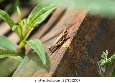 Grasshopper. Grasshoppers Are Edible Bugs. One Of The Most Antioxidant-rich Insects. High In Protein And Fat, Low In Carbohydrates. Japanese Eat Them Fried With Soy Sauce.