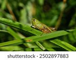 grasshopper. green grasshopper hiding in green grass