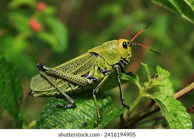 Grasshopper green in the jungle 1