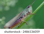 Grasshopper. It has long hind legs and short antennae, which are typical characteristics of grasshoppers. Their body is adapted for jumping.