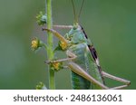 Grasshopper. It has long hind legs and short antennae, which are typical characteristics of grasshoppers. Their body is adapted for jumping.