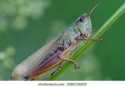 Grasshopper. It has long hind legs and short antennae, which are typical characteristics of grasshoppers. Their body is adapted for jumping.