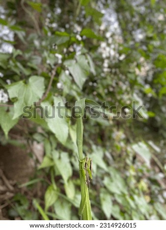 grasshopper , insect , animal ,  green , ecosystem